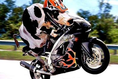 Funny New Wallpapers 2012