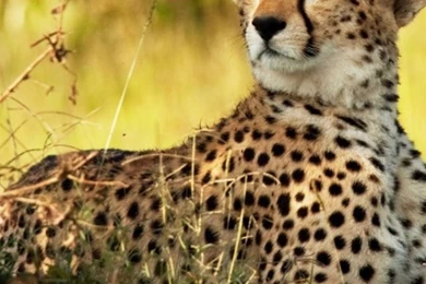 Cheetah Savanna Africa Mobile Wallpapers   Mobiles Wall