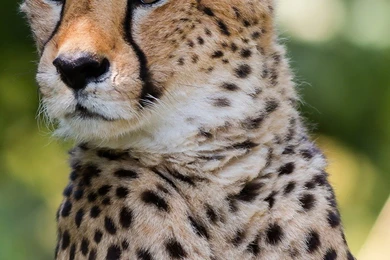 Cheetah Mobile Wallpapers 3518