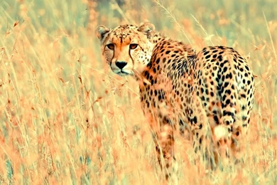 Cheetah HD Desktop Wallpapers : Widescreen : High Definition ...