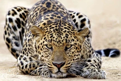 Download Mobile Wallpaper: Animals, Cheetah, Free. 25061.