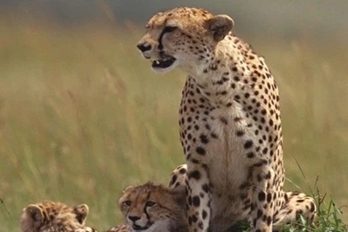 Cheetah Wallpapers For Phone   New HTC Phone