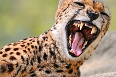 Cheetah Yawning HD Desktop Wallpapers : High Definition ...