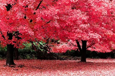 Free fall backgrounds autumn trees wallpaper best free wallpapers ...