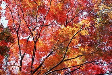 Free Autumn Wallpaper Backgrounds   Wallpapers Cave