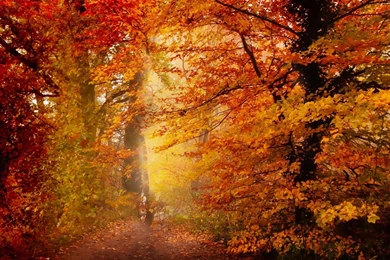 Free Animated Autumn Season Wallpapers Photos Of Grab Back Your ...