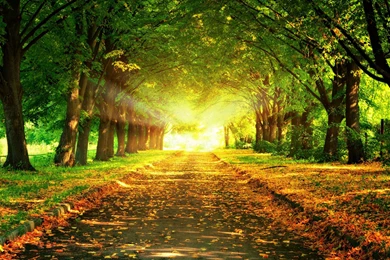 Sunlight Backgrounds   Wallpapers Cave