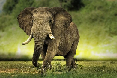 Animal Elephant Wallpapers Full HD