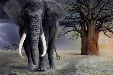 Awesome Elephant Wallpapers For Your Desktop   Magazine Fuse