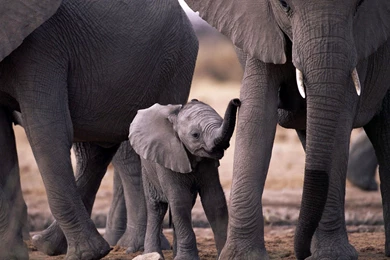 Baby Lion Wallpaper Desktop Image High Quality Picture.jpg