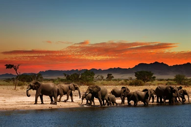 Elephant Computer Wallpapers, Desktop Backgrounds