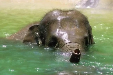 Desktop Wallpapers · Gallery · Animals · Happy Baby Elephant