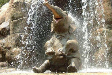 Baby Elephant In Waterfall Wallpapers