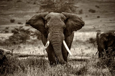 Elephant In Africa Wallpapers :: HD Wallpapers
