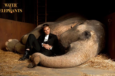 Water For Elephants Computer Wallpapers, Desktop Backgrounds ...