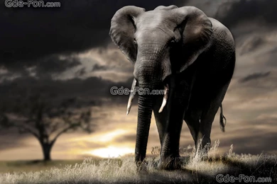 Elephant Wallpapers HD Backgrounds Desktop • IPhones Wallpapers