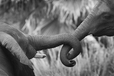 Elephant Computer Wallpapers, Desktop Backgrounds