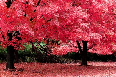 Beauty Sakura Tree Nature Wallpapers