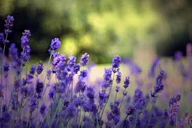 Download Wallpapers 1920x1080 Flowers, Field, Nature, Herbs, Beauty ...