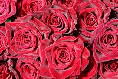 Beautyfull Flower Christmas Pics Android