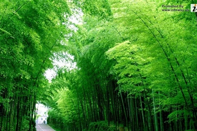 Fresh Nature Images   Photo 303 Of 354