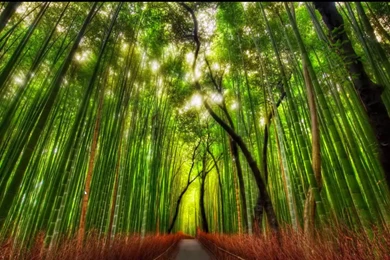 Windows 10 Wallpapers Nature STAY016