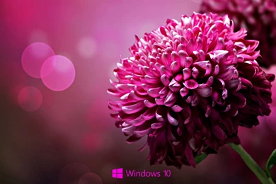 Windows 10 Wallpapers STAY1014