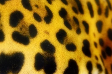 Animals Leopard Skin Hd Wallpapers   (