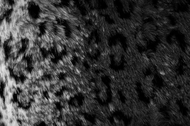 Leopard Skin Hd Wallpapers   (