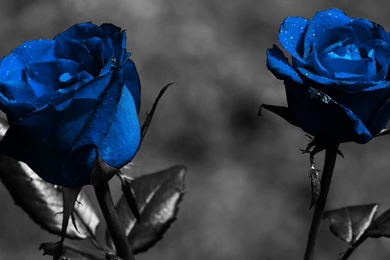 Blue Rose Wallpapers Free Download   Widescreen HD Wallpapers