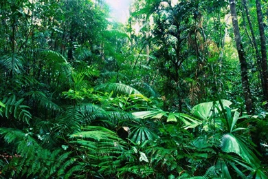 Rain Forest Backgrounds   Wallpapers Cave