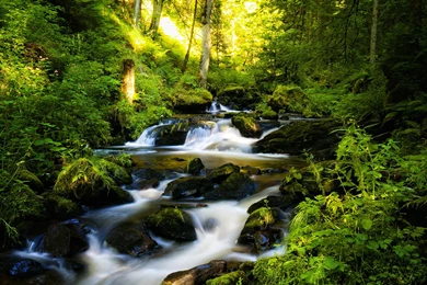 Rainforest Wallpapers