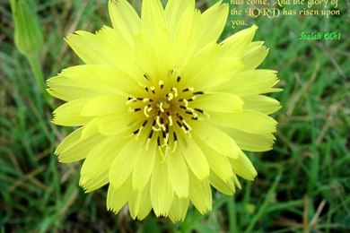 FCC.org's Bible Verse Wallpapers