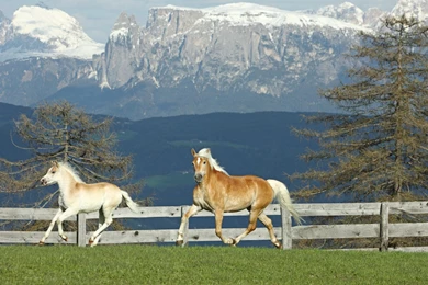 Wallpaper, Life, Spartanforlife, Spartan, Desktop (