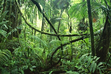 Selva Jungle Rainforest Trees Liana Plants