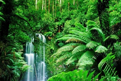 Rainforest Trees   Wallpaper.