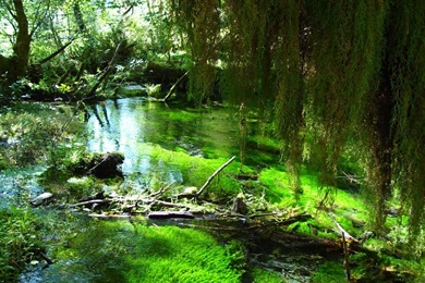 Rainforest Pictures Wallpapers