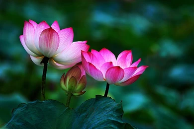 Lotus Flower Buddha   Wallpaper.