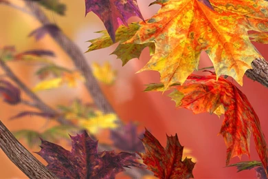 Top 11 Autumn Live Wallpapers For Android