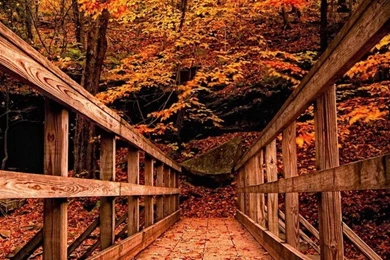 Wood Bridge In Autumn Forest   Best HD Wallpapers For iPhone And ...