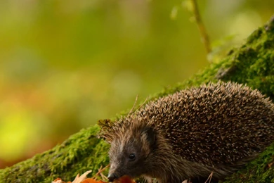 Porcupine In Leafage Autumn   Best HD Wallpapers For iPhone And ...
