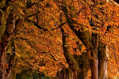 Long Road In Red Trees   Best HD Wallpapers For iPhone And Android ...