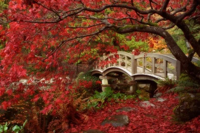 Autumn Wallpapers Wsp015