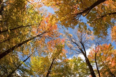 HD Android Wallpapers Img 16