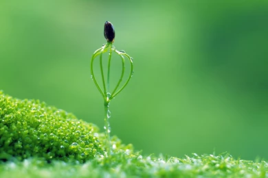 Category: Flowers Gallery Wallpapers ›› Page 0