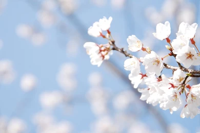 Macbook   Wallpapers