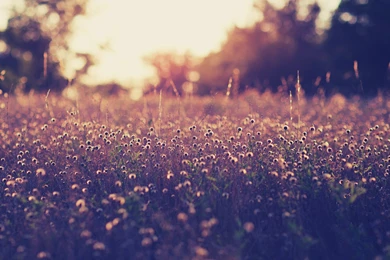 Nature Wallpapers Tumblr 44 Desktop Wallpapers   XDwallpaper.com