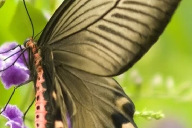 Iphone 5 Wallpapers Dimensions