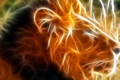 Fire Lion Wallpapers