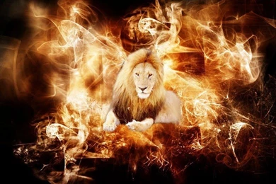 10 Best Lion Wallpapers Free Download   Find Quotes , Beautiful ...